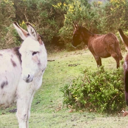 Shorefield Country Park, Where The New Forest Meets The Sea, Passes For All Entertainment Included Milford on Sea Ngoại thất bức ảnh