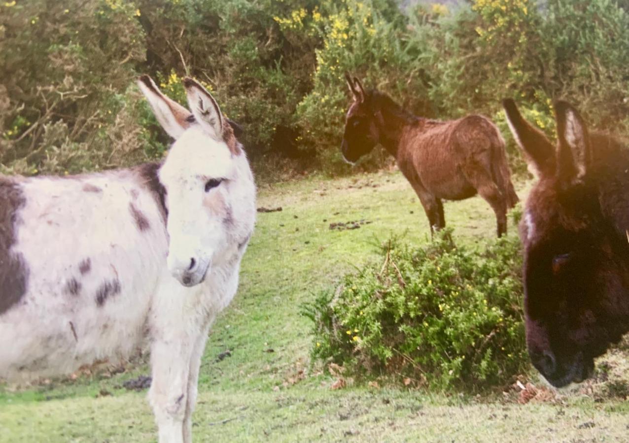 Shorefield Country Park, Where The New Forest Meets The Sea, Passes For All Entertainment Included Milford on Sea Ngoại thất bức ảnh